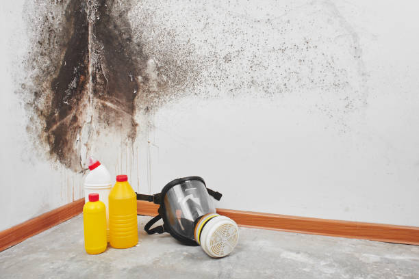 Best Mold Remediation  in Pine Ridge, FL