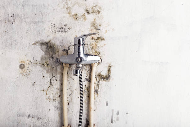 Best Mold Cleaning Services  in Pine Ridge, FL