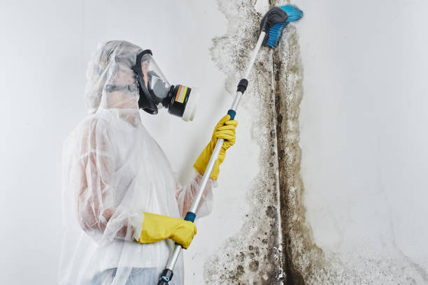 Best Crawl Space Mold Removal  in Pine Ridge, FL