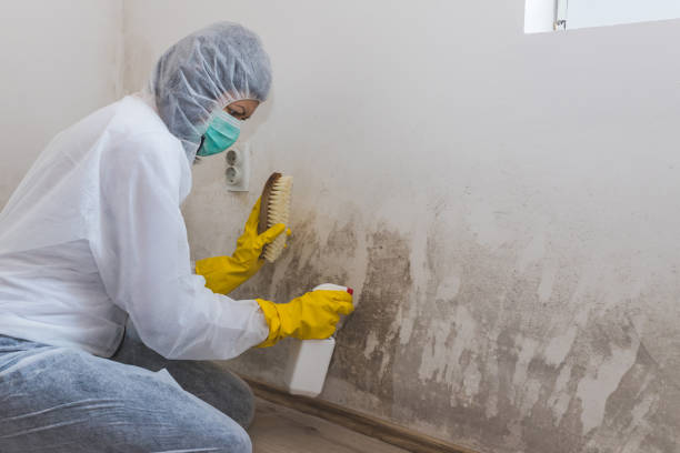 Best Emergency Mold Removal  in Pine Ridge, FL