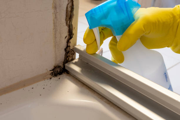 Best Black Mold Removal  in Pine Ridge, FL