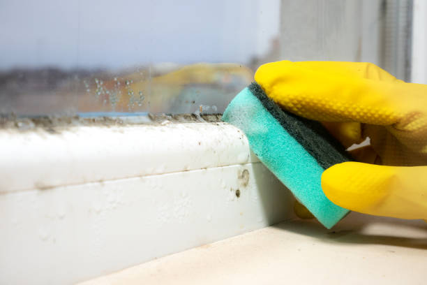 Home Mold Removal in Pine Ridge, FL