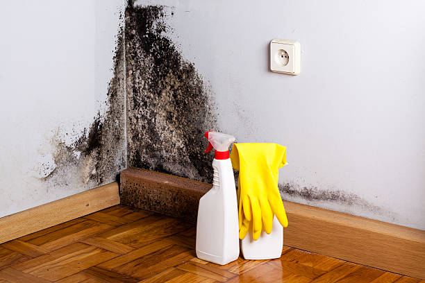 Best Mold Testing  in Pine Ridge, FL